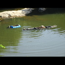 Den Menschen hätte das Boot wohl nicht mehr tragen können
